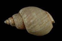 藏品(波部鳳螺)的圖片